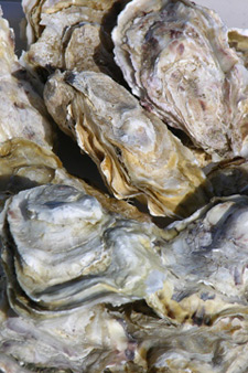 Mariculture (oyster and mussel farms) is a growing economy.