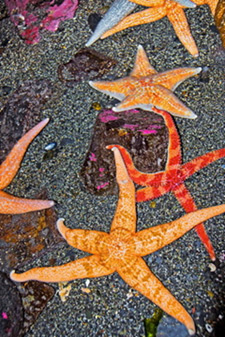 Starfish cling to a roughed rock shoreline.